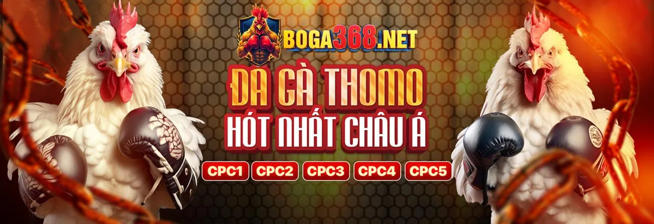 Hình ảnh đá gà trực tuyến mayclub app